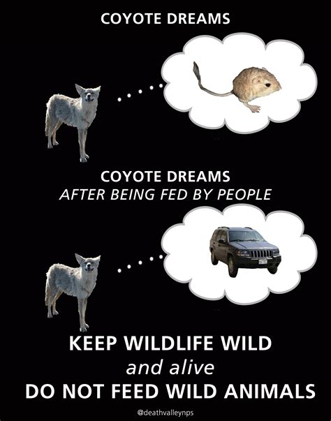 No Feeding Animals - Death Valley National Park (U.S. National Park Service) - wildlife in death valley national park