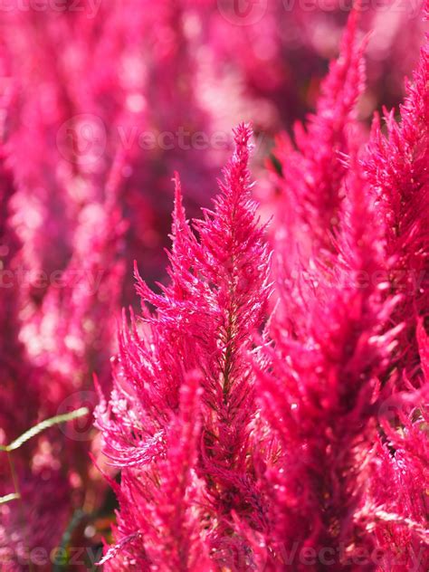 Amaranth Color