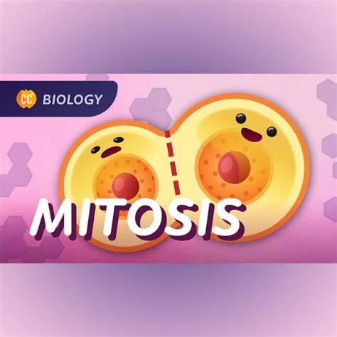 Image result for Crash Course Cell Cycle