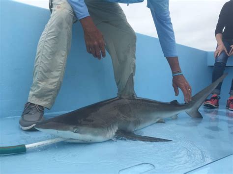 Top 10 Most Endangered Sharks