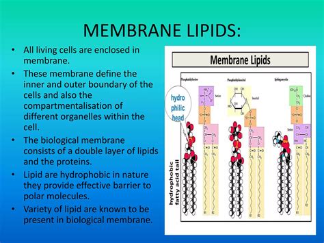 Lipids: Structure and Functions | PPTX