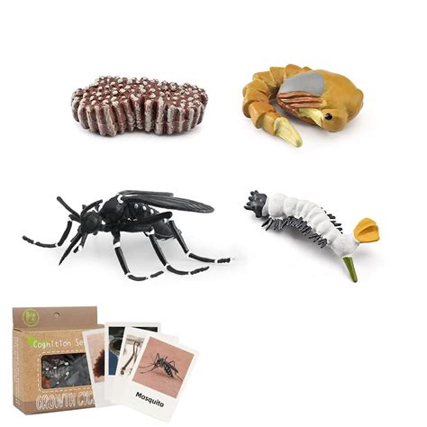 Buy Mosquito Life Cycle Model Insect Life Cycle Statue with 4 ...