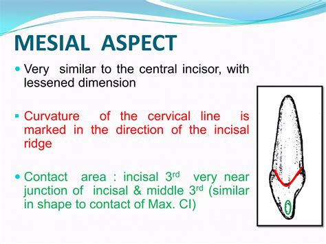 Permanant Maxillary Lateral Incisor | PPTX