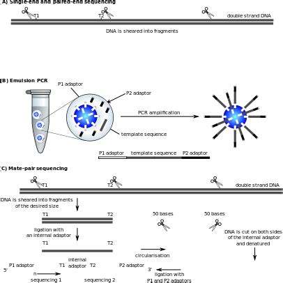 Image result for Solid Sequencing Explained