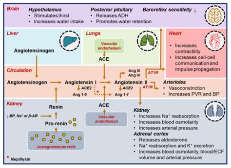 Angiotensin Receptor-Neprilysin Inhibitor (ARNI) and Cardiac Arrhythmias
