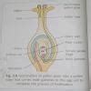 process of asexual reproduction in yeast. How are potatoes and sweet ...