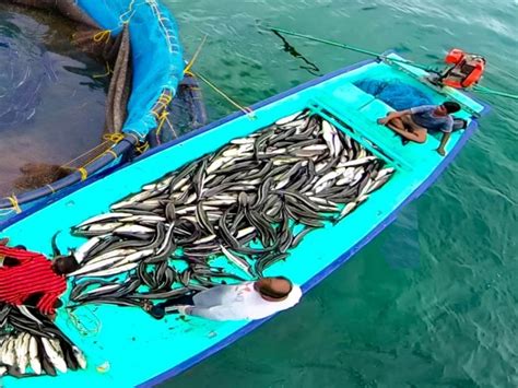 Gujarat ranks 2nd in marine fish production, estimated to be 10.37 lakh ...