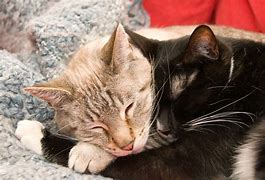 Image result for Cute Kitty Snuggling