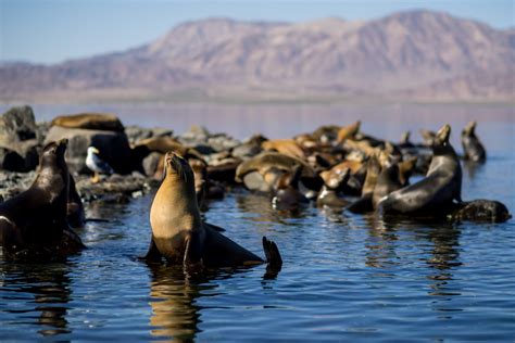 San Felipe Baja California, explora las islas de este paraíso costero