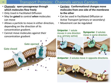 PPT - Composition and Movement within the membrane PowerPoint ...