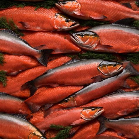 Alaskan Sockeye Salmon – Cooking Tips, Health Benefits & Best Recipes
