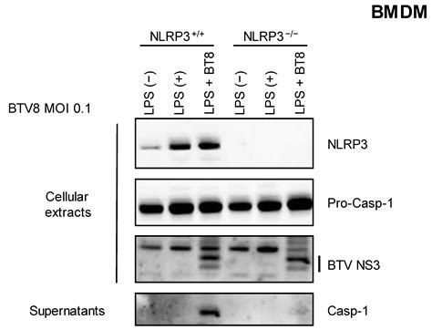 Activation of Inflammasome during Bluetongue Virus Infection