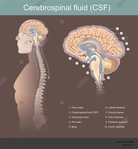Image result for CSF Tutorial