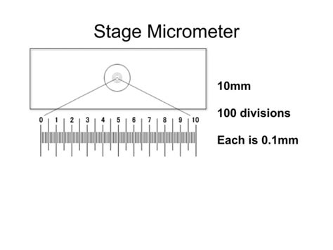 Image result for Microscope Calibration Procedure