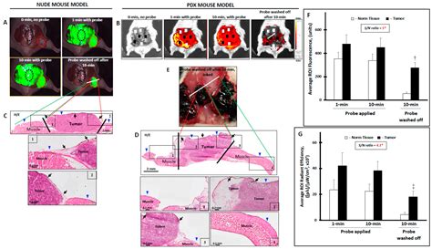 Formulation of a Thermosensitive Imaging Hydrogel for Topical ...