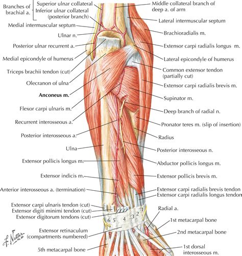 Elbow and Forearm - Clinical Tree
