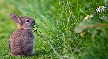 Image result for Bunnies with Flowers around the Neck