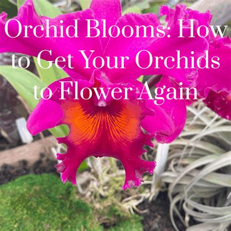 How To Get An Orchid To Rebloom