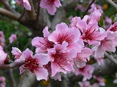 sfondi fiore le meraviglie mondo il significato dei fiori fior di sfondi fiore le meraviglie mondo il significato dei fiori fior di