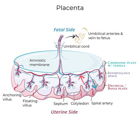 Image result for Placenta Development Stages