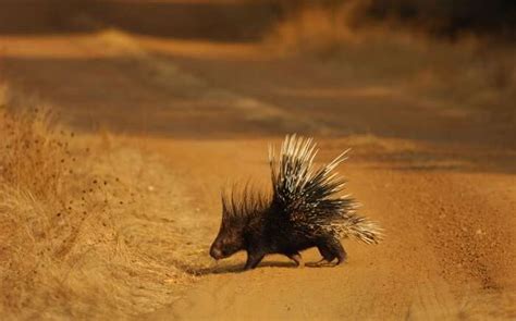Gir National Park 2023 Guide: Get Info About Asiatic Lions' Kingdom