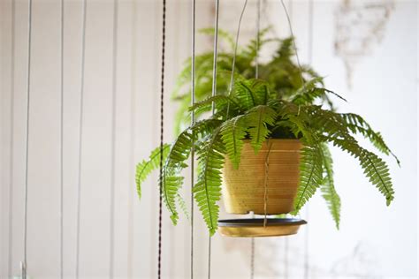 Fern House Plants