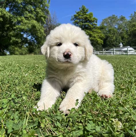 Great Pyrenees Puppies For Sale - Greenfield Puppies