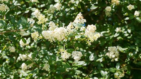 Image result for Privet Types