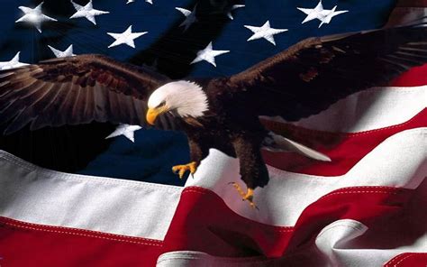 Patriotic Bald Eagle Wallpapers - Top Free Patriotic Bald Eagle ...