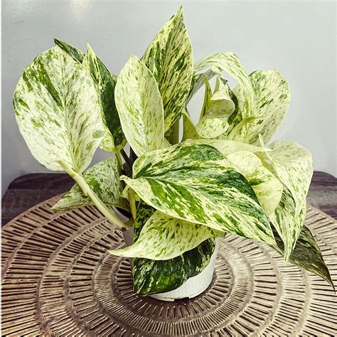 Ferns, Grasses & Bamboo Marble Queen Pothos Trailing Plant Easy Care ...