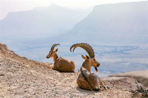 Egypt Wildlife: 8 Best Natural Reserves Of City Of Pyramids