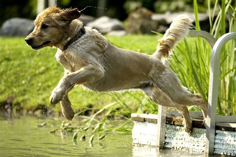 The Native Difference | Sporting Dog Food | Native Dog Food