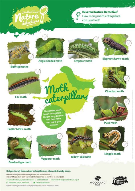 Free Printable Caterpillar Identification Charts [PDF]