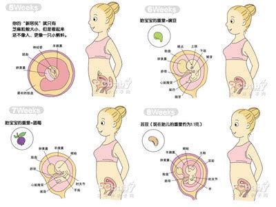 怀孕4个月胎儿发育过程图_亲子百科_【清宫图】生男生女清宫图表|2016生男生女预测表 - 生男生女帮