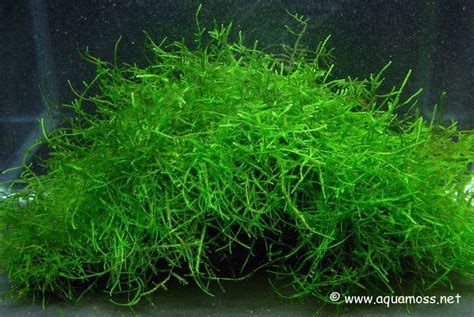 Image result for Java Moss Land