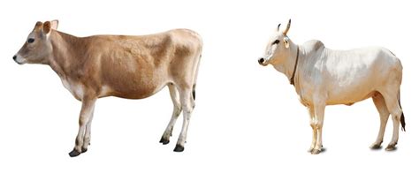 Gaay Bhens Dekho ,cows breeds , buffaloes breeds , cows and buffaloes ...