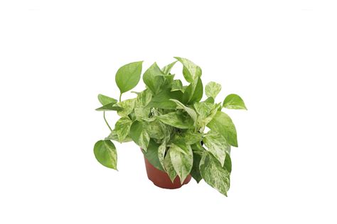 Marble Queen Devil's Ivy - 6'' from California Tropicals - Walmart.com