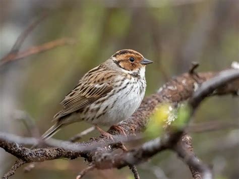 What is Little Bunting?