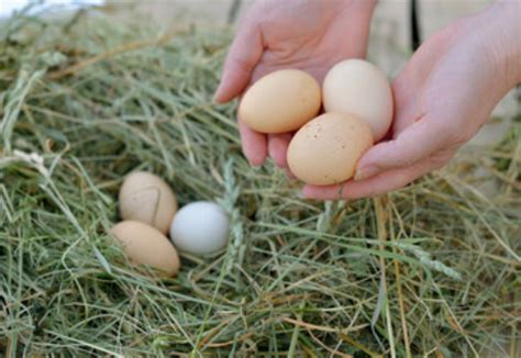 什么鸡下绿壳蛋？绿壳蛋与普通蛋有什么区别？_食用