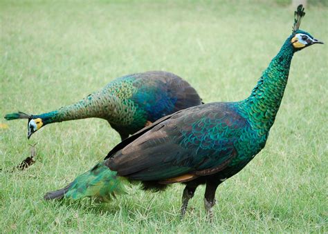 Green Peafowl