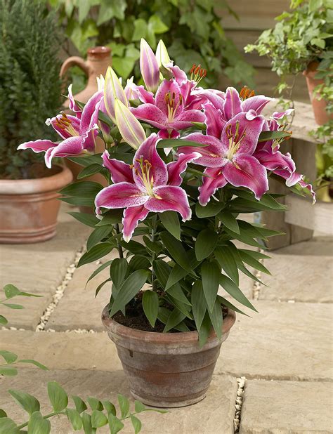 Oriental Lily - Flamingo Holland Inc.