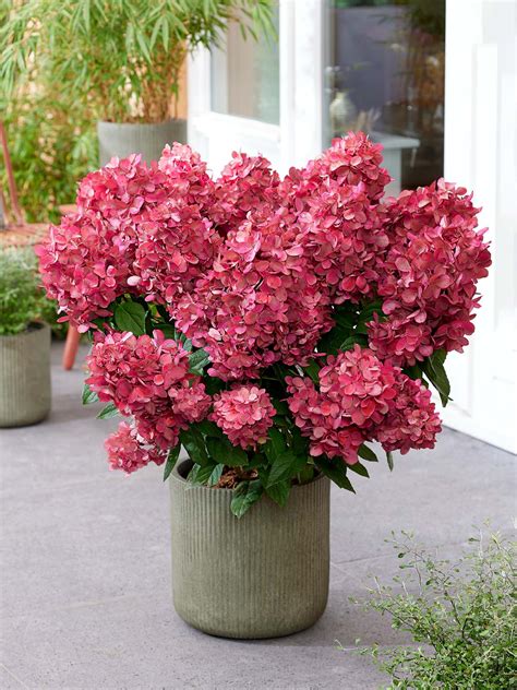 11 Stunning Mother's Day Plant Gifts For Your Mom