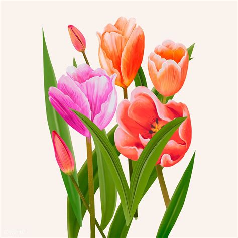 flower drawing tulip