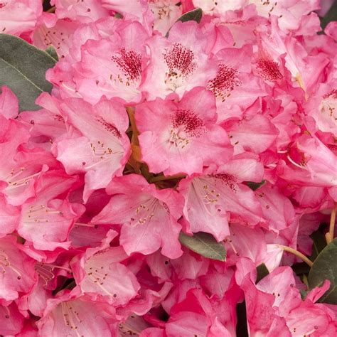 Monrovia Pink Anna Rose Whitney Rhododendron Flowering Shrub In Pot ...