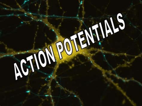 Action Potential Explained 的图像结果