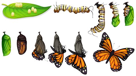 Butterfly Life Cycle Vector Art, Icons, and Graphics for Free Download