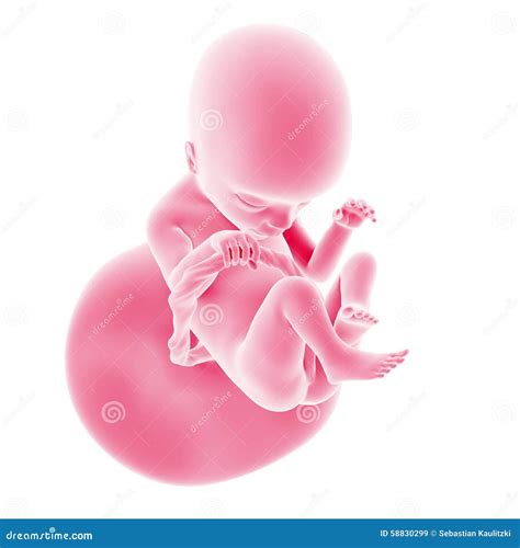 The Fetal Development - Week 18 Stock Illustration - Illustration of science, unborn: 58830299
