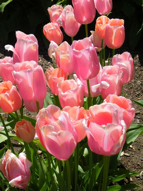 Spring Flower 的图像结果