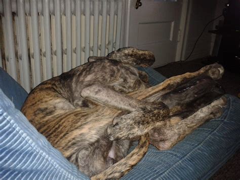 The elusive Great Dane Knot : r/greatdanes