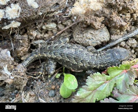Western Fence Lizard (Sceloporus occidentalis Stock Photo - Alamy